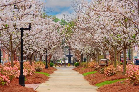 Cherry Blossom Festival Macon Ga 2024 - Ida Ulrikaumeko