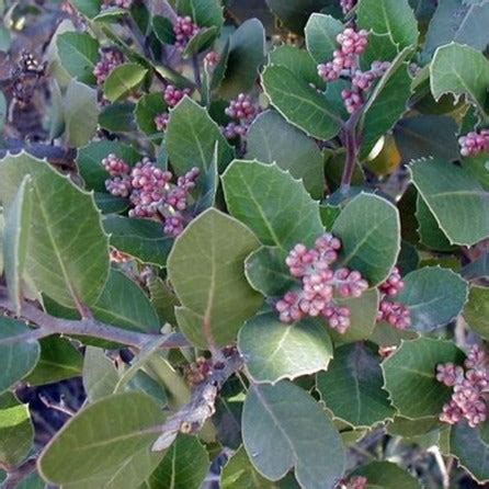 Rhus integrifolia - Lemonade Berry – Santa Barbara Botanic Garden