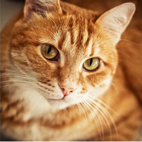 Pin by Александр on Katzen | Orange tabby cats, Tabby cat names, Orange ...