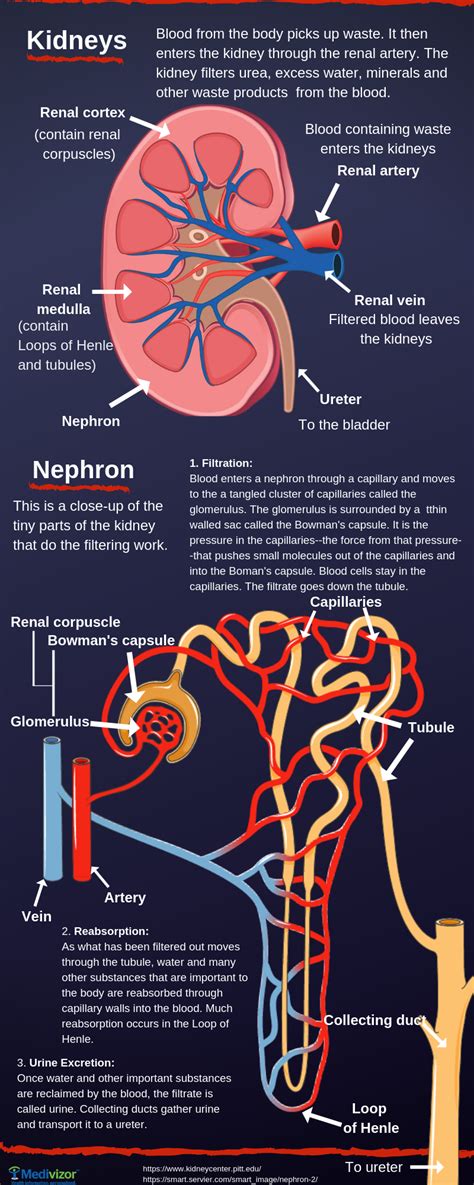 Kidneys and blood pressure connection - Medivizor