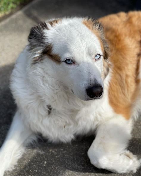 Is A Great Pyrenees Australian Shepherd Mix A Thing?