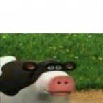 Perhaps cow Meme Generator - Imgflip