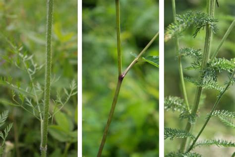 Queen Anne’s Lace Part I: Folklore and Identification – Herbal Academy