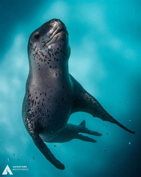 See this Instagram photo by @ocean • 4,071 likes | Leopard seal, Sea ...