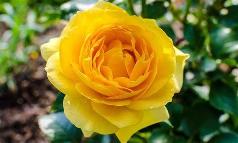 10 Types Of Attractive Yellow Roses - AZ Animals