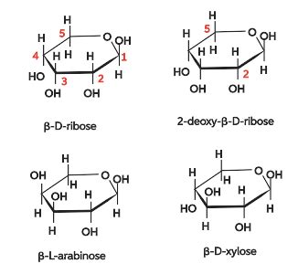 Pentose Sugar Structure