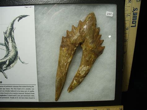 Basilosaurus Fossil Tooth (021420a) - The Stones & Bones Collection