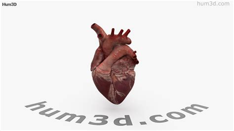 360 view of Human Heart 3D model - 3DModels store