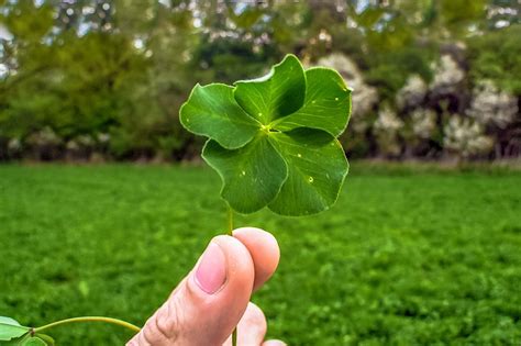 Four Leaf Clover Facts for St. Patrick’s Day | Bouqs Blog