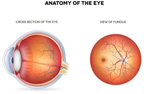 Fundus: Part of the Eye