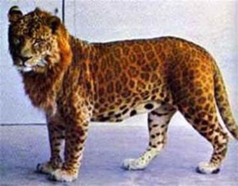 leopon - Chandigarh