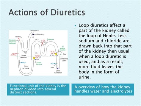 PPT - Diuretics PowerPoint Presentation, free download - ID:360304