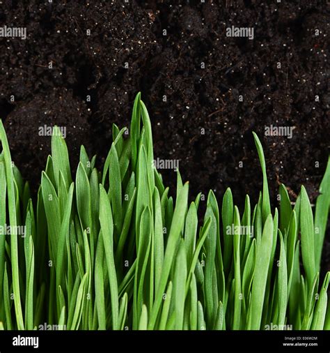 Green grass with a ground close up Stock Photo - Alamy