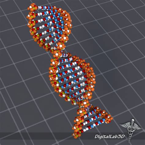 DNA structure 3D model | CGTrader