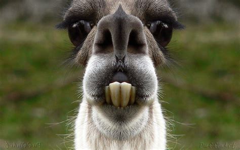 Funny Llama | For the Theme Competition - Digital Mirror. Ba… | Flickr