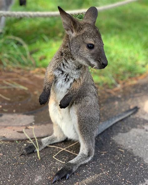 ZooBorns on Instagram: “@cheyennemountainzoo We interrupt your Sunday ...