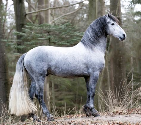 Grey Friesian Horse