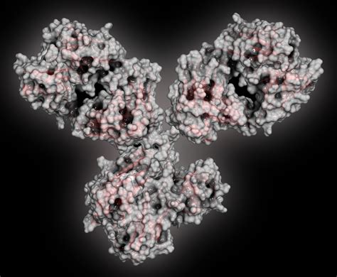 Chikungunya virus Capsid antibody - The Native Antigen Company