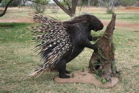 Cool Critters — Cape porcupine (Hystrix africaeaustralis) The...