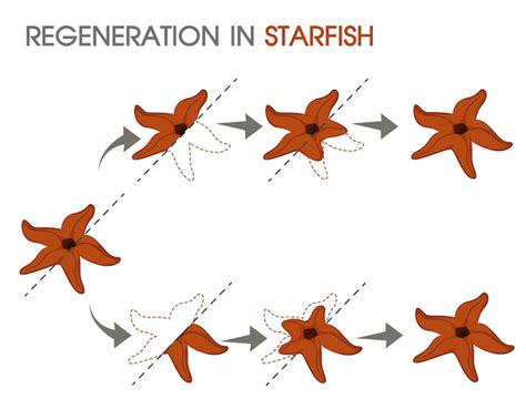 Premium Vector | Regeneration in starfish.