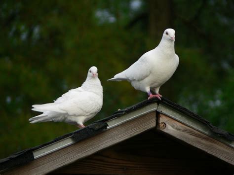 Homing Pigeons | BirdNote