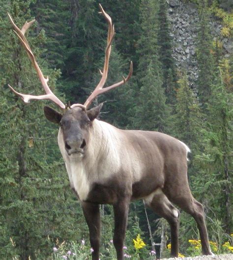 Caribou Animals Facts & Photographs | The Wildlife