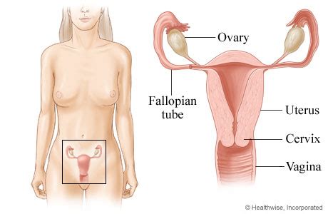 Female reproductive system Video & Image