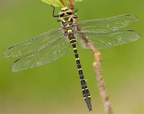 Golden-ringed Dragonfly - British Dragonfly Society