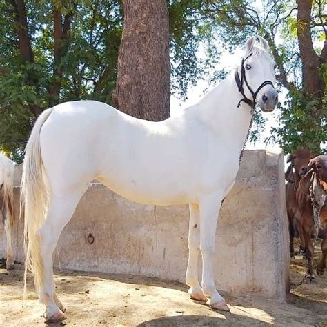 Kathiyawadi horse | Rare horses, Kathiyawadi horse, White horses