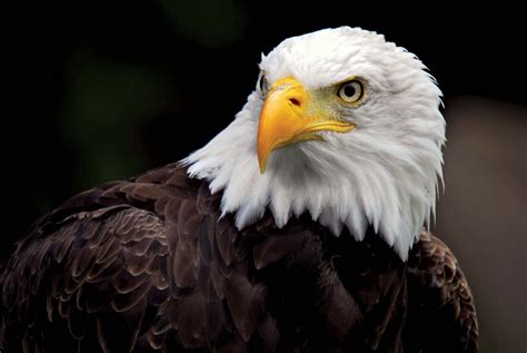 Bald eagle | Size, Habitat, Diet, & Facts | Britannica