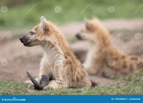 Two spotted hyena cubs stock photo. Image of scanvenger - 139640066