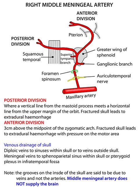 Instant Anatomy - Head and Neck - Vessels - Arteries - Middle meningeal ...