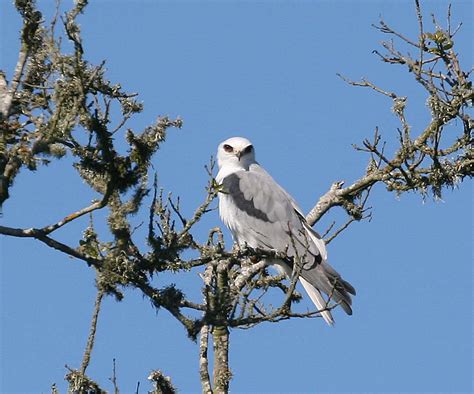 Pictures and information on White-tailed Kite