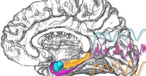 Electrical Stimulation of the Amygdala Boosts Human Memory | Psychology ...