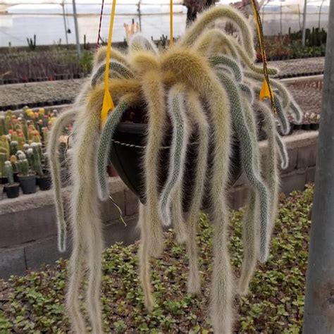 Monkey's tail cactus - 10 seeds – Rare Plant World