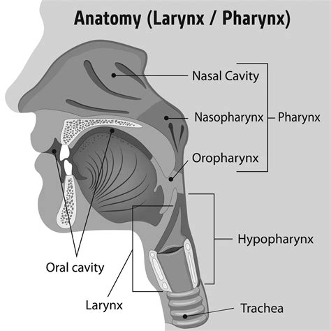 Pharynx And Esophagus Anatomy