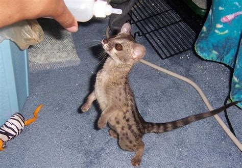 Caring for Spotted Genets as Pets - PetHelpful