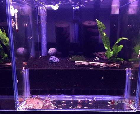 shrimp tank setup Shrimp Tank, Aquascape, Setup