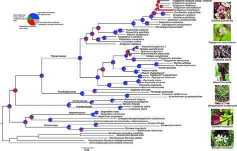 Inferred species relationships among taxa in the families of the ...