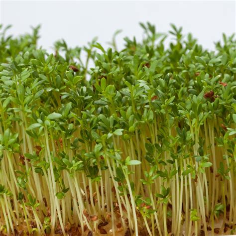 Microgreen Seeds – Back To Nature Company