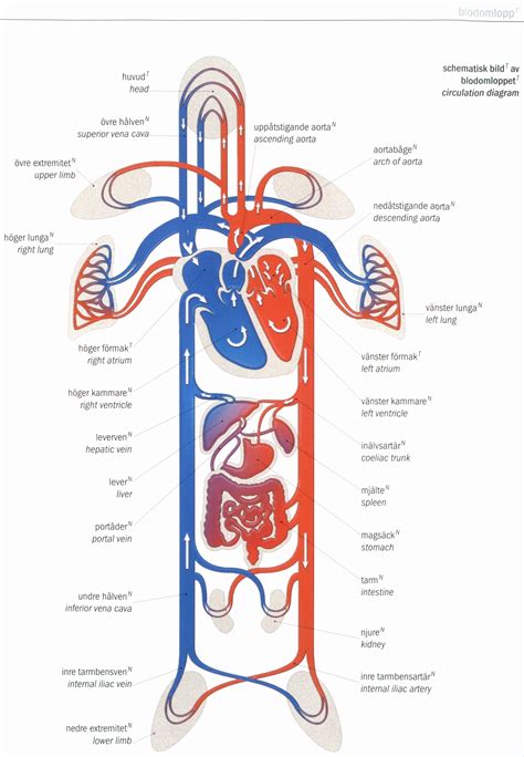 Circulatory System For Kids Diagram Images & Pictures - Becuo