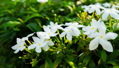 Jasmine Care: How to Plant, Grow, and Care for Jasmine Flowers | Gilmour