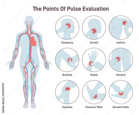 Pulse Points In Human Body | Hot Sex Picture