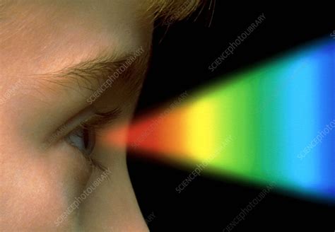 Colour vision: spectrum of light entering the eye - Stock Image - P420 ...