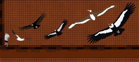 Size comparison of the Wandering Albatross, Andean Condor, and the ...