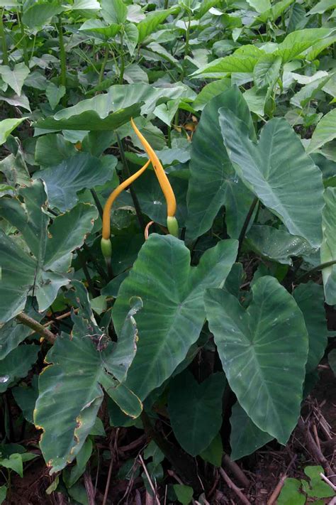 Colocasia esculenta (Wild taro) (Arum esculentum)