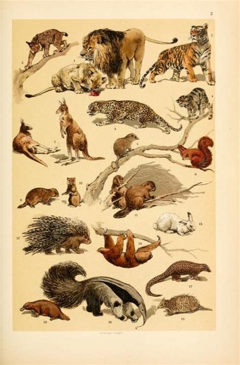 Mammals Of India Book - Pets Lovers