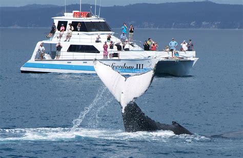 Premium 3/4 day Whale Watch tour - Reservations