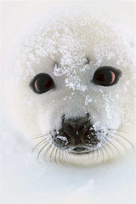 Antarctic Baby Seals