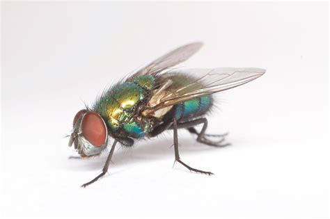 Blow Flies (Calliphoridae) Indoors - Insect Diagnostic Lab